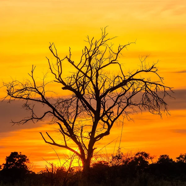 Piękny Zachód Słońca Nad Delta Okavango Okavango Grassland Jeden Siedmiu — Zdjęcie stockowe
