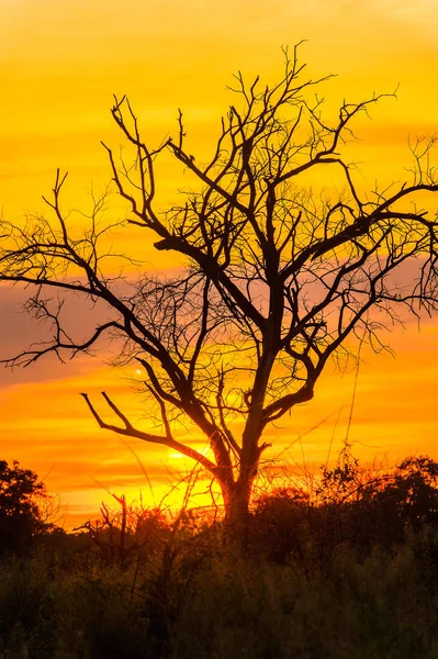 アフリカの七つの自然の一つ オカバンゴ デルタ オカバンゴ グラスランド の美しい夕日 ボツワナ — ストック写真