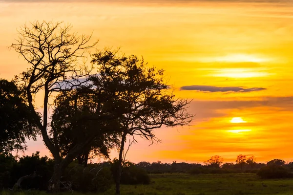 Prachtige Zonsondergang Okavango Delta Okavango Grasland Een Van Zeven Natuurlijke — Stockfoto