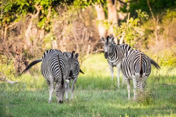 Zebras Fressen Gras Moremi Wildreservat Okavango Delta Nationalpark Botswana — Stockfoto