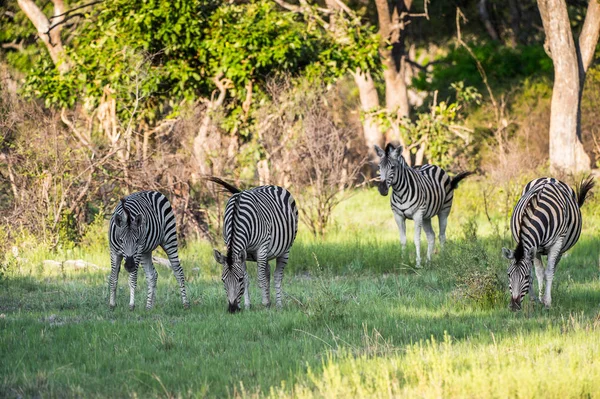 Zebra Étkezési Moremi Game Reserve Okavango Folyó Delta Nemzeti Park — Stock Fotó
