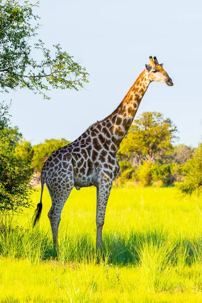 Linda Girafa Reserva Moremi Delta Rio Okavango Parque Nacional Botsuana — Fotografia de Stock