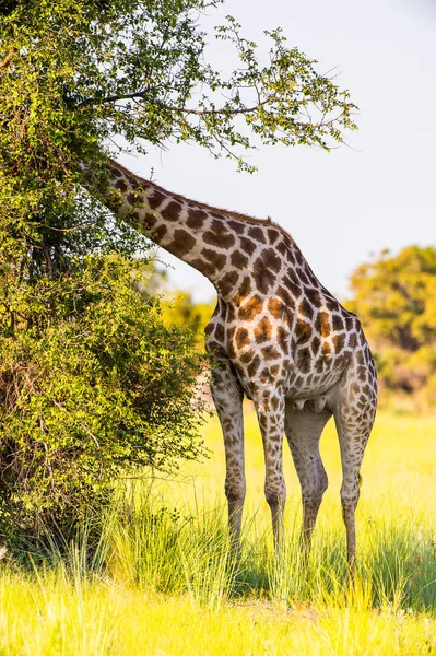 Hermosa Jirafa Reserva Caza Moremi Delta Del Río Okavango Parque —  Fotos de Stock