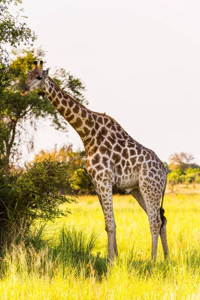 Moremi Game Reserve Okavango River Delta Milli Park Botsvana Güzel — Stok fotoğraf