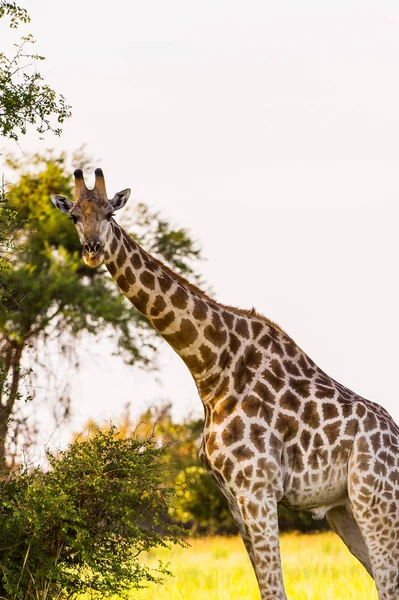 Mooie Giraffe Het Moremi Game Reserve Okavango River Delta Nationaal — Stockfoto