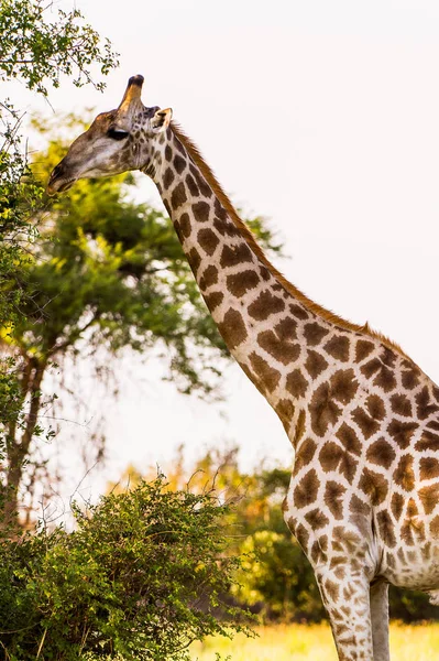 Girafe Dans Réserve Naturelle Moremi Delta Rivière Okavango Parc National — Photo