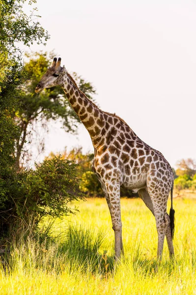 Belle Girafe Dans Réserve Naturelle Moremi Delta Rivière Okavango Parc — Photo