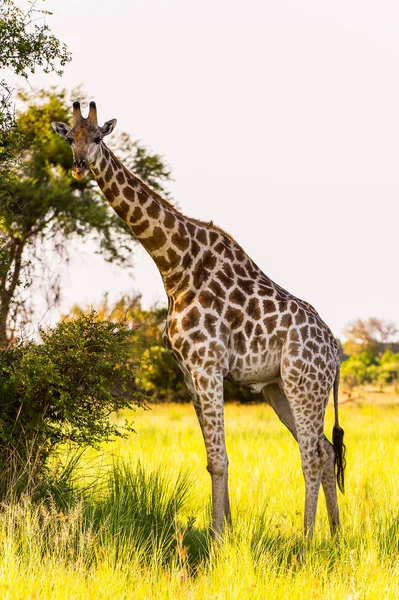 Belle Girafe Dans Réserve Naturelle Moremi Delta Rivière Okavango Parc — Photo