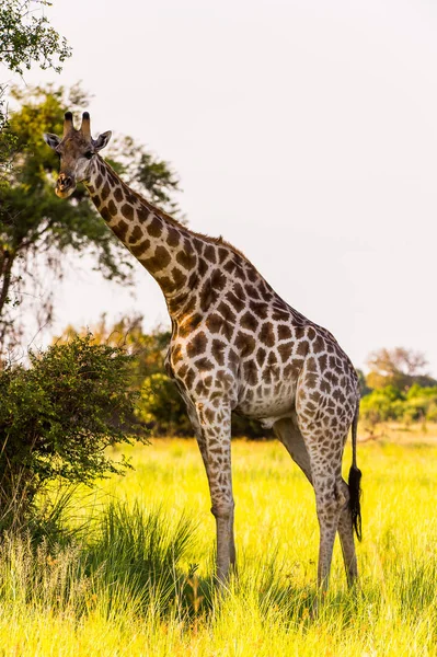 Мбаппе Жирафе Заповеднике Мореми Дельта Реки Окаванго Национальный Парк Ботсвана — стоковое фото