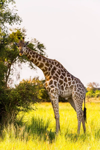 Hermosa Jirafa Reserva Caza Moremi Delta Del Río Okavango Parque — Foto de Stock