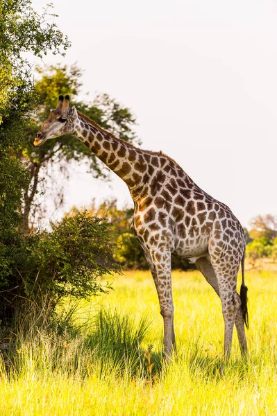 Belle Girafe Dans Réserve Naturelle Moremi Delta Rivière Okavango Parc — Photo