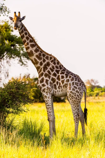 Jirafa Reserva Caza Moremi Delta Del Río Okavango Parque Nacional — Foto de Stock