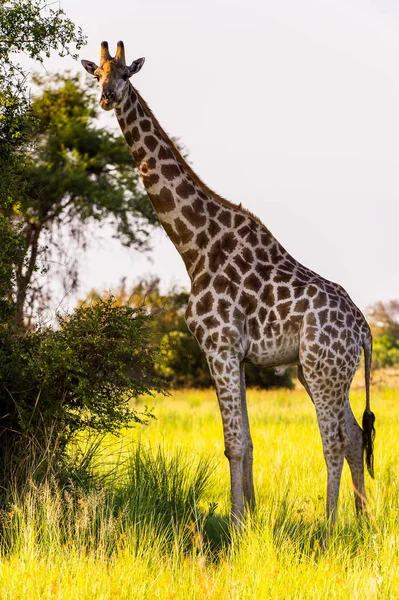 Jirafa Reserva Caza Moremi Delta Del Río Okavango Parque Nacional —  Fotos de Stock