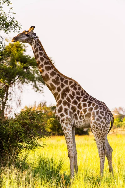 Jirafa Reserva Caza Moremi Delta Del Río Okavango Parque Nacional — Foto de Stock