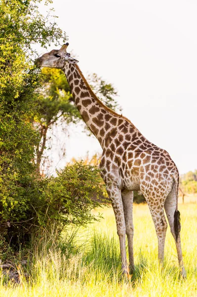 Jirafa Reserva Caza Moremi Delta Del Río Okavango Parque Nacional —  Fotos de Stock