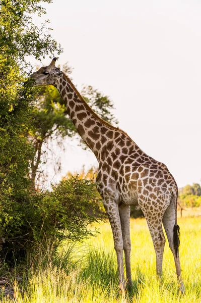 Girafa Reserva Moremi Delta Rio Okavango Parque Nacional Botsuana — Fotografia de Stock