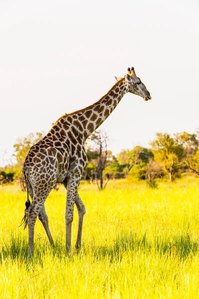 Girafe Dans Réserve Naturelle Moremi Delta Rivière Okavango Parc National — Photo