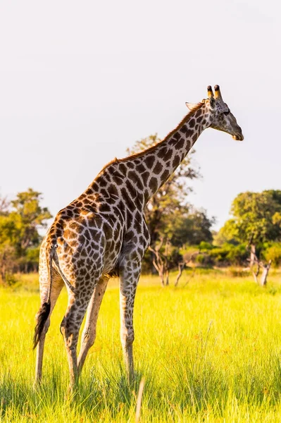 Girafe Dans Réserve Naturelle Moremi Delta Rivière Okavango Parc National — Photo