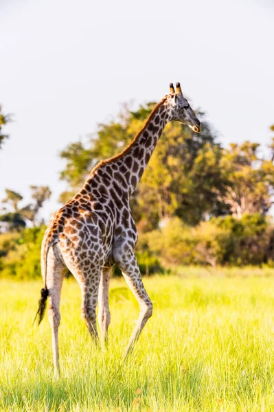 Girafa Reserva Moremi Delta Rio Okavango Parque Nacional Botsuana — Fotografia de Stock