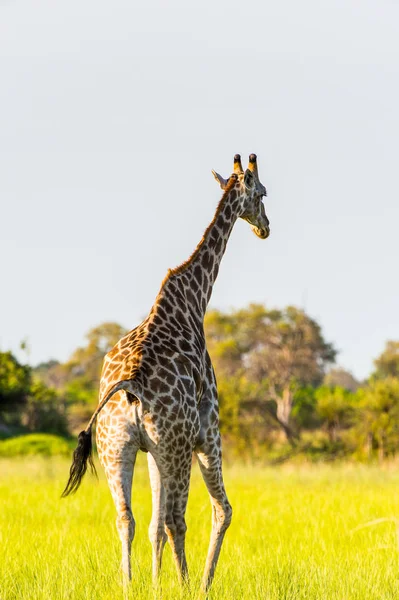 Girafe Dans Réserve Naturelle Moremi Delta Rivière Okavango Parc National — Photo