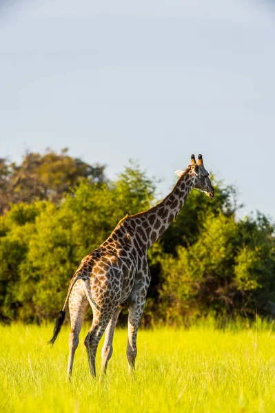 Giraffe in the Moremi Game Reserve (Okavango River Delta), National Park, Botswana