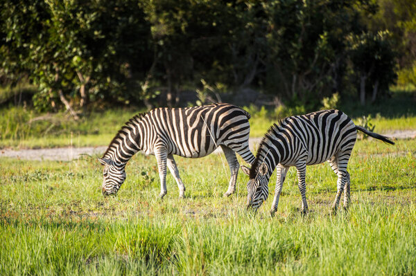Zebra eating grass in the Moremi Game Reserve (Okavango River Delta), National Park, Botswana