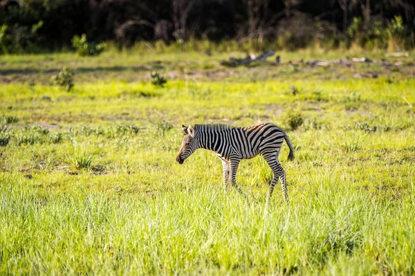 Zebra Moremi Game Reserve Okavango River Delta National Park Botswana — Stock Photo, Image