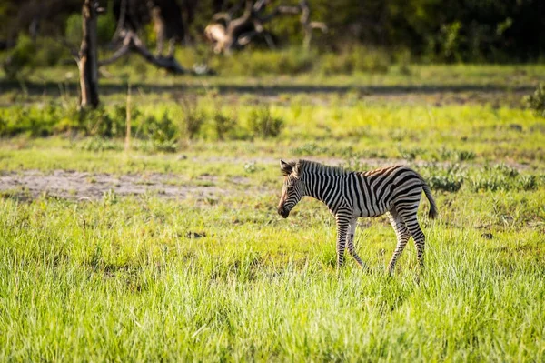 Zebra Nella Riserva Naturale Moremi Delta Del Fiume Okavango Parco — Foto Stock