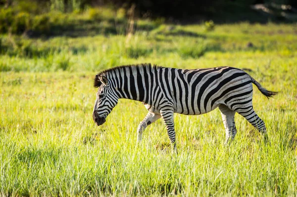 Zebra Moremi Wildreservat Okavango Delta Nationalpark Botswana — Stockfoto