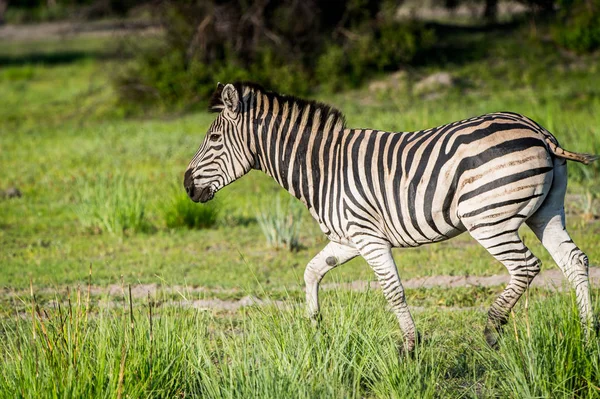 Zebra Moremi Wildreservat Okavango Delta Nationalpark Botswana — Stockfoto