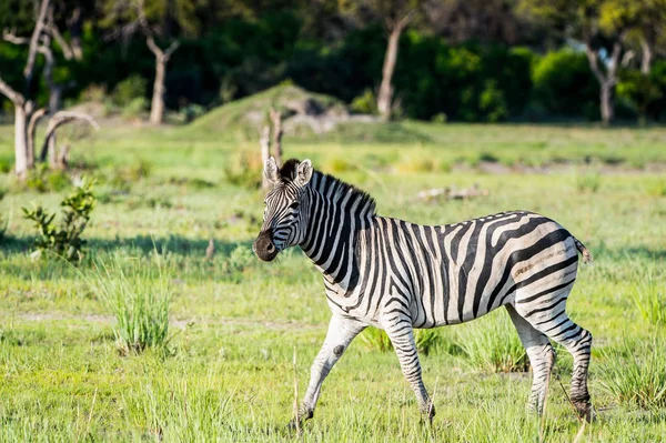 Zebra Rezervaci Moremi Okavango River Delta Národní Park Botswana — Stock fotografie