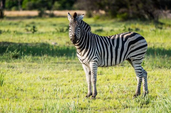 Zebra Rezervaci Moremi Okavango River Delta Národní Park Botswana — Stock fotografie