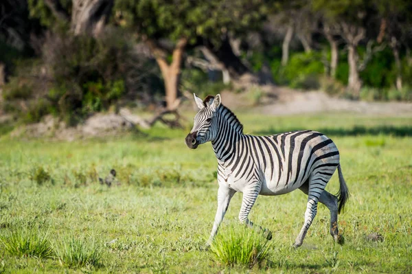 Zebra Moremi Game Reserve Okavango Nehri Deltası Ulusal Park Botsvana — Stok fotoğraf