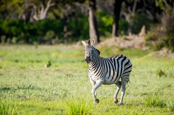 Zebra Moremi Wildreservat Okavango Delta Nationalpark Botswana — Stockfoto