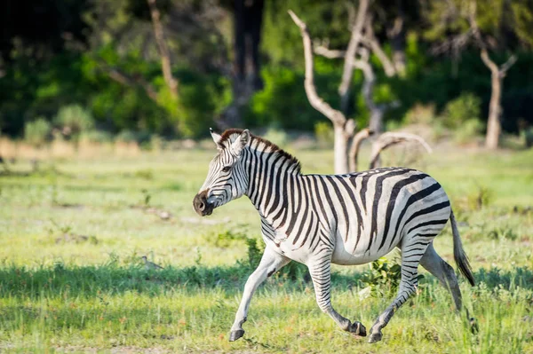 Zebra Nella Riserva Naturale Moremi Delta Del Fiume Okavango Parco — Foto Stock