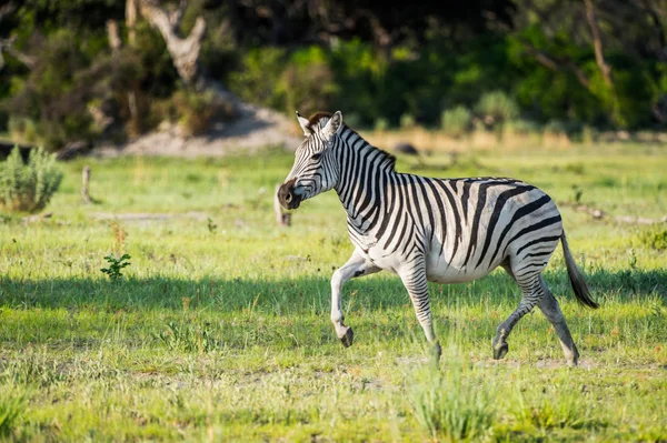 Zebra in the Moremi Game Reserve (Okavango River Delta), National Park, Botswana