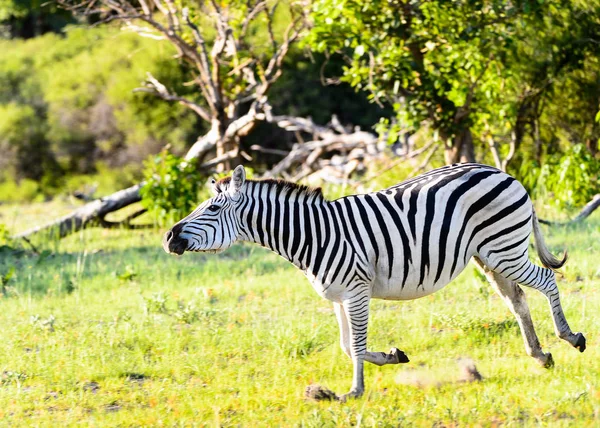 Zebra in the Moremi Game Reserve (Okavango River Delta), National Park, Botswana