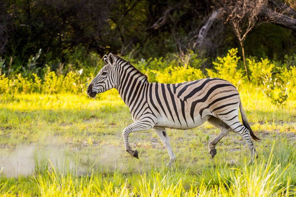 Zebra in the Moremi Game Reserve (Okavango River Delta), National Park, Botswana