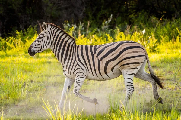 Zebra Reserva Moremi Delta Rio Okavango Parque Nacional Botsuana — Fotografia de Stock