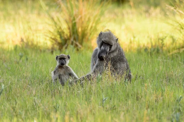 Apen Het Moremi Wildreservaat Okavango River Delta Nationaal Park Botswana — Stockfoto