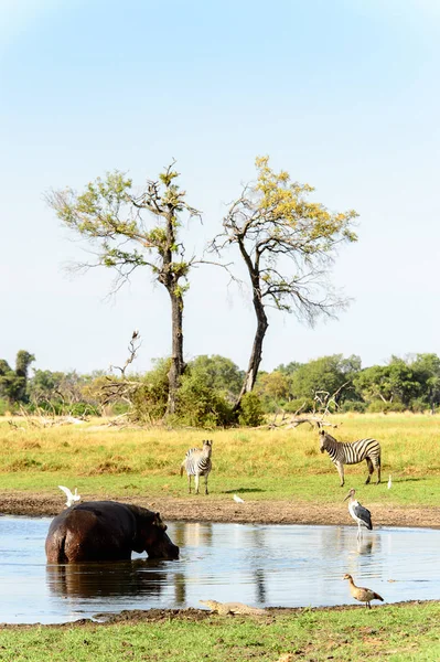 Hipopótamo Lago Con Aves Espalda Reserva Caza Moremi Delta Del — Foto de Stock