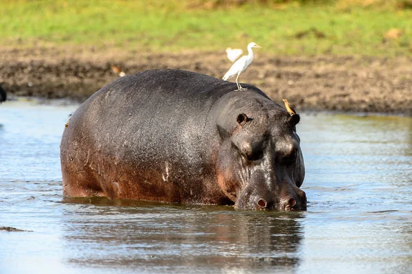 Hipopotama Jeziorze Ptakami Plecach Moremi Game Reserve Okavango River Delta — Zdjęcie stockowe