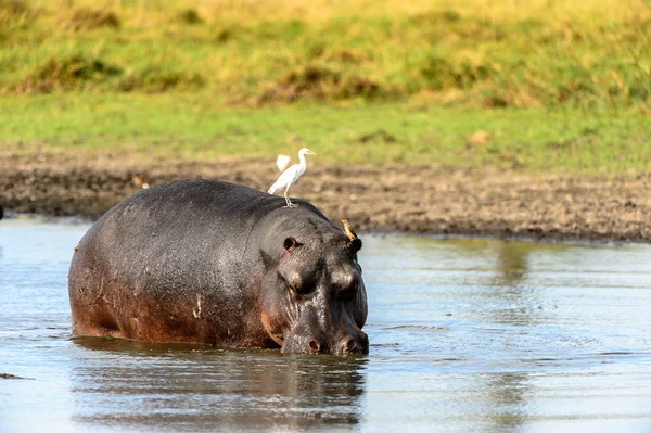 Víziló Tóban Madarak Hátán Moremi Game Reserve Okavango Folyó Delta — Stock Fotó