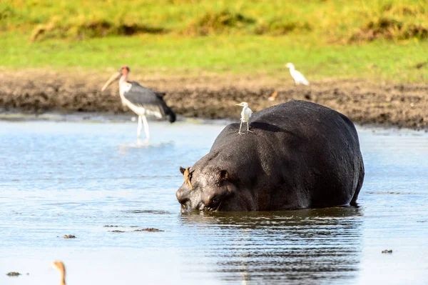 Hipopotama Jeziorze Ptakami Plecach Moremi Game Reserve Okavango River Delta — Zdjęcie stockowe