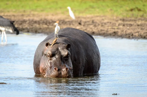 河马在湖中 鸟在他的背上 在莫里米野生动物保护区 奥卡万戈河三角洲 国家公园 博茨瓦纳 — 图库照片