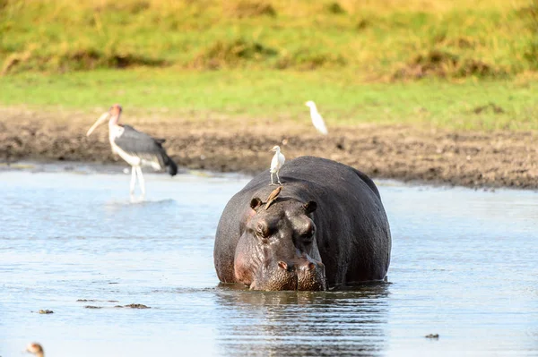 河马在湖中 鸟在他的背上 在莫里米野生动物保护区 奥卡万戈河三角洲 国家公园 博茨瓦纳 — 图库照片