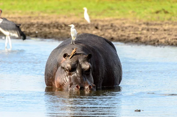 Sırtında Kuşlarla Gölde Aygırı Moremi Game Reserve Okavango Nehri Deltası — Stok fotoğraf