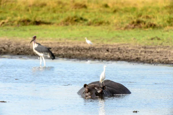 Hippopotame Dans Lac Avec Des Oiseaux Sur Dos Dans Réserve — Photo