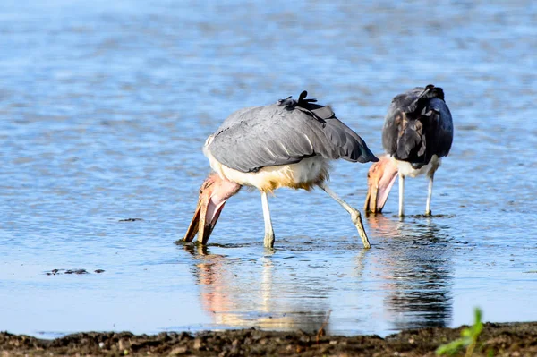 Cigüeña Marabú Reserva Caza Moremi Delta Del Río Okavango Parque —  Fotos de Stock