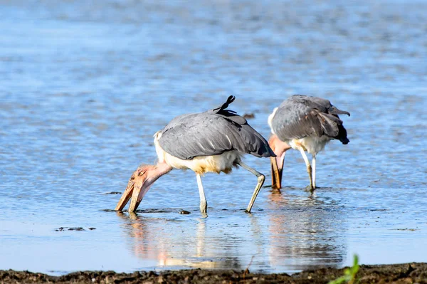 Marabou Stork Vid Moremi Viltreservat Okavango River Delta Nationalpark Botswana — Stockfoto